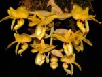 Stanhopea warszewicziana