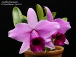 Laelia praestans