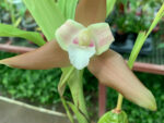 Lycaste hybrid 07