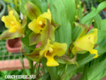 Lycaste hybrid 08