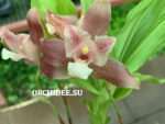 Lycaste hybrid 09