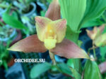 Lycaste hybrid 011