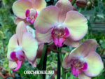 Phalaenopsis PH 410 Monza