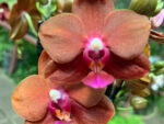 Phalaenopsis PHM 220