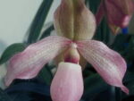 Paphiopedilum delenatii  x Pinocchio