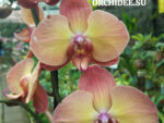 Phalaenopsis PH 411 Fire