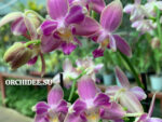 Phalaenopsis  PHM 221 Yaphon Pink Bee peloric