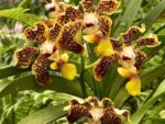 Vanda lombokensis var.yellow