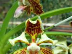 Vanda tricolor var.planilabris