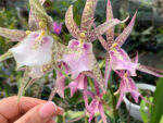 Brassia hybrid