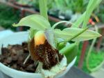 Coelogyne speciosa yellow