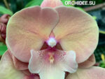 Phalaenopsis PH 413 Big Lip