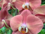 Phalaenopsis PH 414