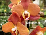 Phalaenopsis PHM 222 Mf Orange