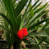 Maxillaria fulgens — изображение 2