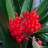 Maxillaria fulgens — изображение 3