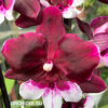 Phalaenopsis PH 415 Big Lip