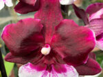 Phalaenopsis PH 415 Big Lip