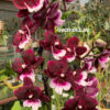 Phalaenopsis PH 415 Big Lip — изображение 2