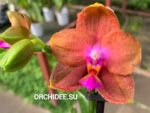 Phalaenopsis Mituo Sun Queen