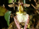 Bulbophyllum lasiochilum