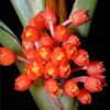 Maxillaria fulgens