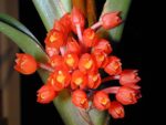 Maxillaria fulgens