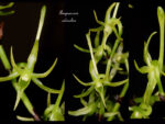 Angraecum calceolus
