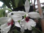 Calanthe vestita fma. rubro-oculata