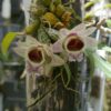 Dendrobium hekouense — изображение 2