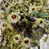 Dendrobium hekouense