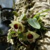 Dendrobium hekouense — изображение 3