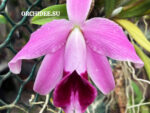 Laelia pumila vinicolor x self