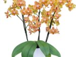 Phalaenopsis PHM 224 Goldrush