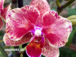 Phalaenopsis PHM 225 Savion butterfly peloric