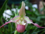 Phragmipedium Calurum