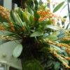 Stelis emarginata — изображение 2