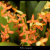 Stelis emarginata