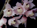 Dendrobium linguella