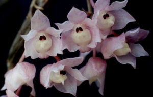 Dendrobium linguella