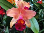 Laeliocattleya Miva Remi Marie