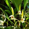 Maxillaria endresii — изображение 2