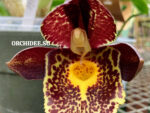 Catasetum Gerhard Leiste