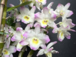 Dendrobium nobile Kumiko