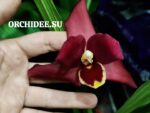 Lycaste hybrid 013 red