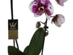Phalaenopsis PH 416 Scorpio