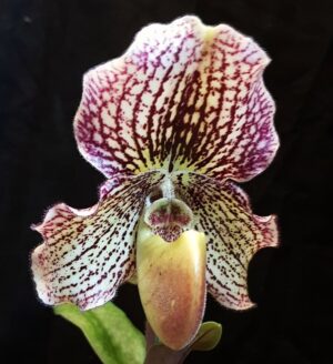 Paphiopedilum Estella — изображение 2