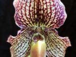 Paphiopedilum Estella