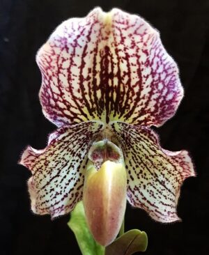 Paphiopedilum Estella