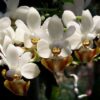 Phalaenopsis parishii var lobbii — изображение 2